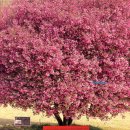 서부제4호공원 | 대구 벚꽃 꽃구경 명소 달성공원 서부해당화 포토존 실시간 개화상황