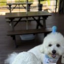 오해피댕 이미지