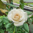 장미하우스 이미지