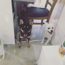 달중이네 펫호텔 이미지