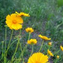 희망의아침 이미지