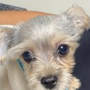 컴투펫 위탁보호센터 서울점 이미지