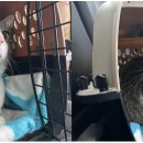 야옹야옹 이미지