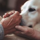 하늘강아지 반려동물 장례식장 이미지