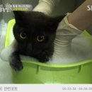 냐옹냐옹해 이미지