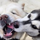 베일리펫케어 이미지