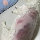 해피펫애견 이미지