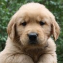 오늘의강아지 이미지