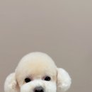 뚜뚜멍멍 이미지