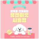 안양유지사료 | 안양에서 만난 사랑스러운 친구 – 안양푸들분양 후기
