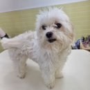 화사하개 이미지