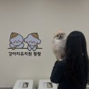 강아지유치원왕왕 이미지