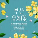 부산낙동강유채꽃축제 Daum카페