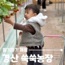 고령농장 | 대구 근교 경산 딸기체험 쑥쑥농장, 싱싱한 딸기부터 염소먹이주기 실내모래놀이까지!