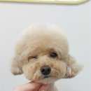 굿데이멍 이미지