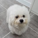 베스띠몽 이미지