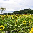 난정리(해바라기정원) 이미지