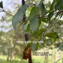 반월천1 | 유익한 해설과 아름다운 산책로가 있는 비봉습지공원에 아이들과 다녀온 후기