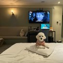 M(애견동반가능)모텔 이미지