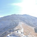 알프스애견 이미지