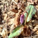 마가목민박 이미지