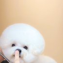 그루미재이 네이버블로그