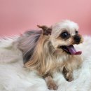 까까오 dog 이미지