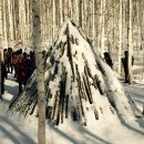 원대리 자작나무숲 이미지