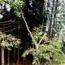 관음사의 왕벚나무자생지 이미지