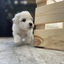 베이비멍 이미지