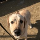 망고 애견 이미지