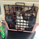 신일환동물병원 | 일상] 여천 신일환 동물병원 리얼후기 / 여수 여천 동물병원 추천 / 내돈내산 / 여수 고양이 동물병원 추천