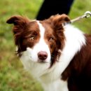 개 좋은 세상 이미지