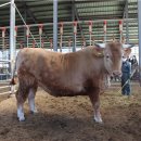 단군한우 이미지