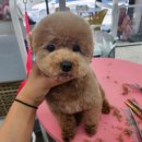 개린이 하우스 이미지