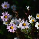 번창행정사 이미지