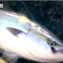 하모리-47 이미지