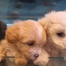 에스쁘레 이미지