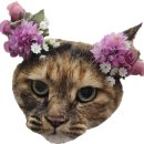 꽃길 걷는 고양이 | 꽃길걷는고양이 : 루원시티고양이미용 청라고양이미용 내돈내산 고양이미용과 무마취미용 후기