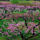 산중문답 이미지