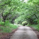 아라메길 (삼길나루길-벚꽃길) 이미지