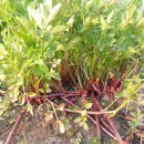 승승푸드 이미지