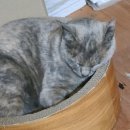 삼멍삼냥 이미지