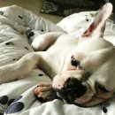 멍멍닷컴 이미지