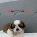 버디독 강아지분양 안심분양센터 김포점 | 버디독 강아지분양 안심분양센터 김포점 활용한 건강한 반려견 선택과 올바른 양육을 위한 단계별 지침