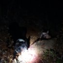 착한돼지 이미지