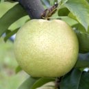 조이스킨 이미지