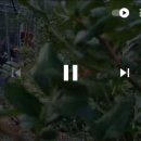 블루베리수확후 전지하는 방법 이미지