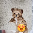 구미옥계동물병원 이미지