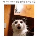 슈슈면관